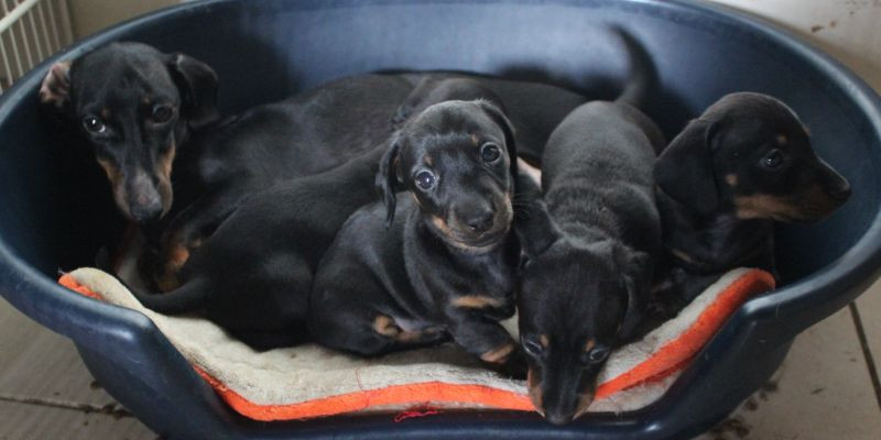 Teckels nains poil ras disponibles fin Février.