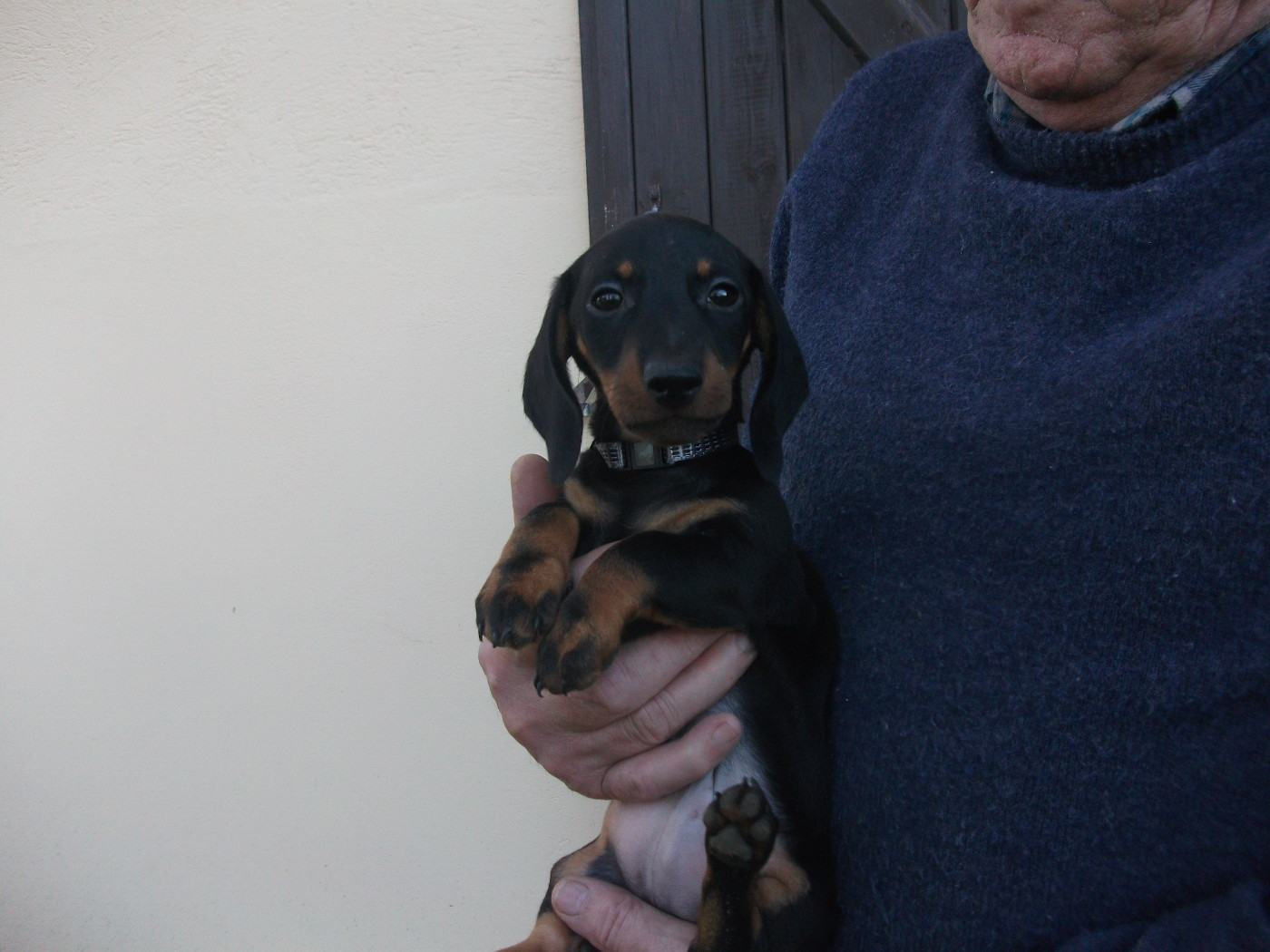 Du Val Du Marignol - Chiots disponibles - Teckel poil ras